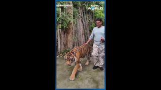 Tiger Attack Video: Indian Man Attempts Selfie With Tiger In Thailand, Attacked