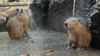 If you have a stressful day - Just relax like the Capybaras :)