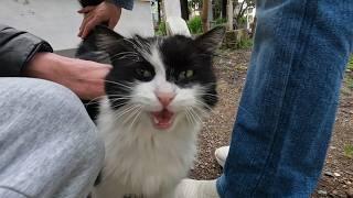 We met Tux the cat I hadn't seen for a long time in the cemetery