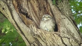 SPOTTED OWLET preening moment