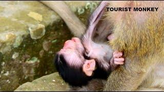 Fresh newborn monkey hungry, Newborn Daniela cry, Newborn baby monkey need milk