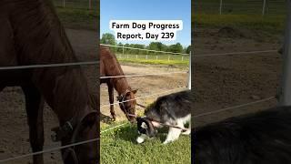 Farm dog Progress Report #shorts #short #fyp