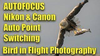 Bird Flight Photography Autofocus: AF Point Switching, Nikon Lies and Canon Wins