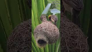 Nature’s Finest Engineer 🪹️  #bayaweaver  #nestbuilding #nature