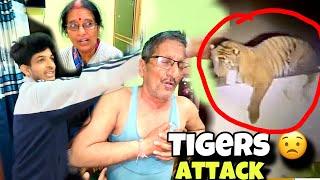 घर मे आया Tiger  Papa Ko Kya Ho Gya || Rohit Pahadi