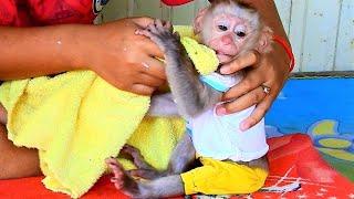 Omg! bobo have problem after drinking milk, Mom help baby monkey choking milk.