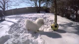 "Buddy" My Dog Friend Loves Snow, 2015