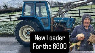 New Tractor Loader and lambs getting big #farm #farming #sheep #cows #irish #ireland #tractors #dogs