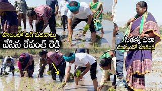 Revanth Reddy Planting Rice Seedlings In Farm | Mulugu MLA Seethakka | Qubetv News