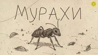 МУРАХИ: Чому ВОНИ такі ОРГАНІЗОВАНІ? | Чи справді МУРАХИ займаються ФЕРМЕРСТВОМ? | Цікаві факти