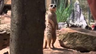 Meerkat Manor Aussie Style