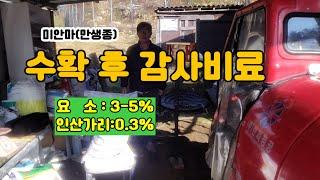 수확후 감사비료 엽면살포 저장양분 축적