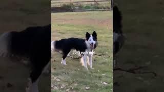 Fun with Border Collies Finn & Lucy at The Mother Ranch!