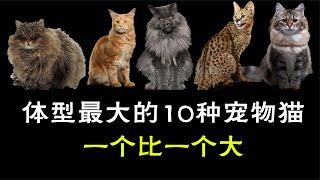 体型最大的10种家猫，这确定是宠物而不是野兽？一个比一个大！