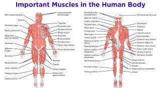 The Muscular System