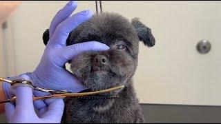 DOG GROOMING TUTORIAL STEP BY STEP #doggroomingforbeginners #doggroomingtips #dogs