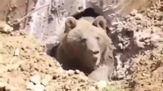 Angry 10 feet Grizzly BEAR accidentally woken up from Hibernation by construction crew! Watch!