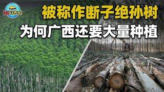 桉树：曾经的摇钱树，现在是断子绝孙树？“禁桉令”说明一切【Hi科普啦】