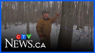 The sap is flowing, it’s maple syrup season