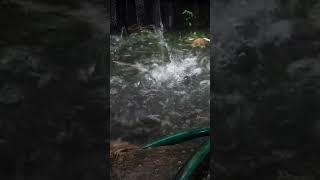 rain sounds for sleeping  Free Footage no Copyrigt Video  #asmrrain #rain #rainsounds #relaxing