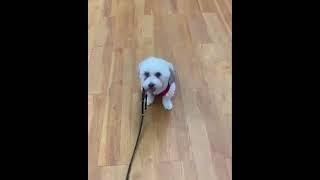 Dog Training Now Video