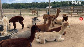 🟢 GOMV.COM Martha's Vineyard Alpaca Farm Live Webcam