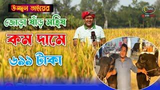 ঢাকায় সবচেয়ে কম দামে ষাঁড় মহিষ! ৬৯৯ টাকা ও গরু ৫৯৮ টাকা ধামাকা অফারে উজ্জ্বল ভাইয়ের দোকানে।।