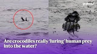 Are saltwater crocodiles really ‘luring’ humans into the water? | Yahoo Australia