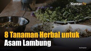 8 Tanaman Herbal Ini Mampu Membuat Asam Lambung Tinggi Kembali Jinak