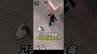 고양이 싸움을 말렸더니…