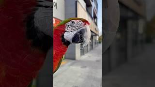 [Luca World] A parrot that waits patiently for coffee