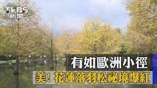 【TVBS】美！有如歐洲小徑　花蓮落羽松祕境爆紅