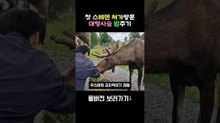 첫 스웨덴 처가방문 대형사슴 밥주기 #shorts