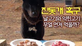 진돗개 흑구, 날고기와 익힌 고기 무얼 먼저 먹을까? / 진돗개의 예상 밖 반응