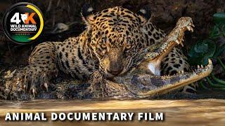 WILD CONGO | The Lair of King Kong and the Deadly Predators | Wild Animal Documentary