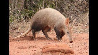 Aardvark