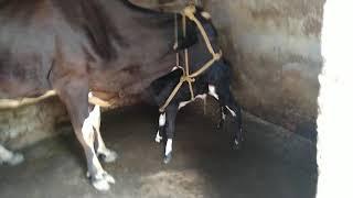 TodaybornCowBaby #life'sSolution