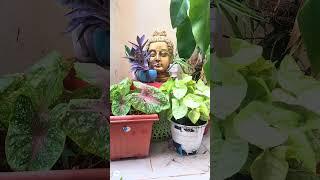 beautiful corner #shadesofvine #gardening #shortsviral