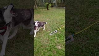 Wasserspaß im Garten: Husky Sheila vs. Rasensprenger! "