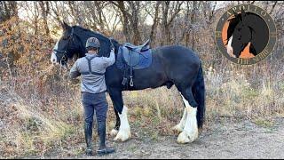 Trail Ride on a GIANT shire horse  - Apollo The Shire goes on a mountain trail ride