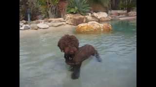 Lazy Lagotto Swimming