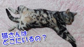 猫さんはどこにいるの？（アメリカンショートヘア）