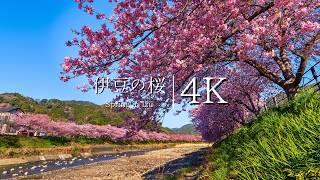 [Heralding spring in Japan] Visit Izu Kawazu Cherry Blossom Festival - JAPAN in 4K