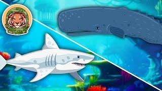 Learning Song: Sharks, Whales & Animals That Live In The Ocean! | Animal Songs For Kids | KLT WILD