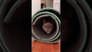 Little cat hides in mat