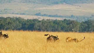 Buffalo Trying to gore Lion | Marsh Pride | Masaimara | 14 July 2024