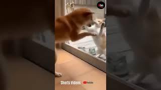 Cat, Dog and Mirror  Funny #Shorts