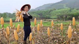 The Female CEO harvests corn. The journey to rescue the CEO and find the single mother. Part 59