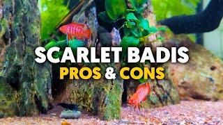 Scarlet Badis  The Nano Fish You Never Knew You Needed!