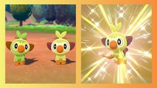 LIVE!! Ouistempo shiny après 5 œufs sur Pokémon Épée [DTQ Épée #1][FULL ODDS / NO MASUDA]